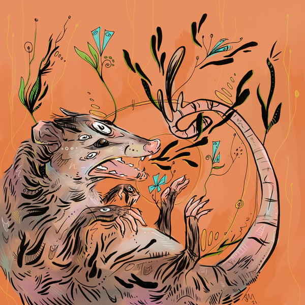 Orange Opossum Square Canvas Print